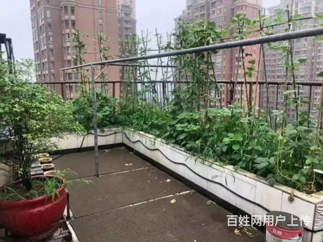 美林湖旁香树湾名苑复试 楼上楼下露台 空中花园 葡萄园 菜园 - 图片 1