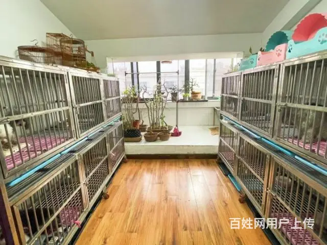 灰泰迪种公对外借配 - 图片 5