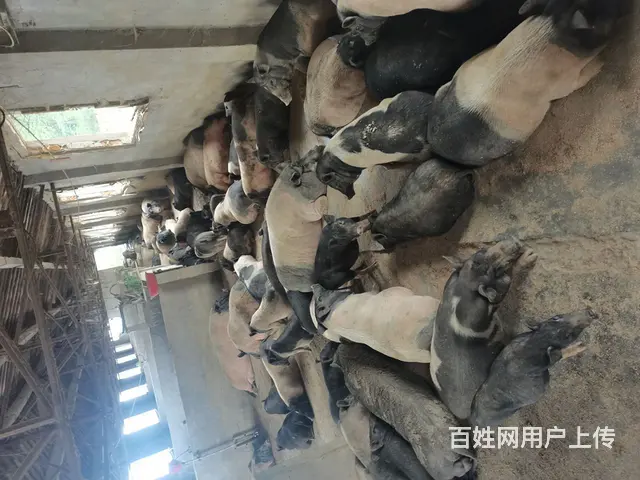 生态养殖 - 图片 1