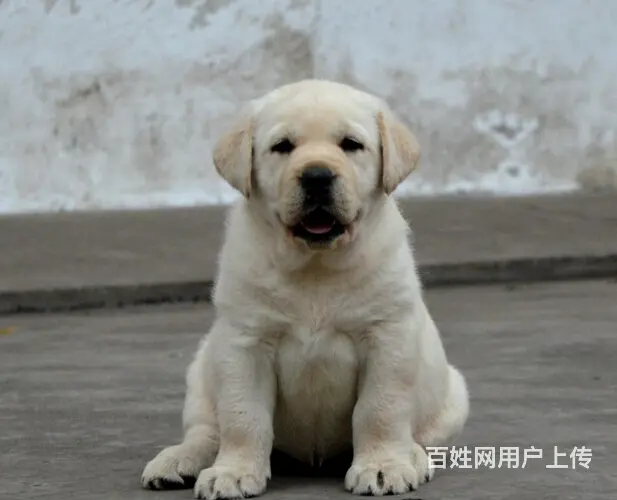 周口地区纯种拉布拉多幼犬 头版足骨量大 血统纯正 - 图片 5