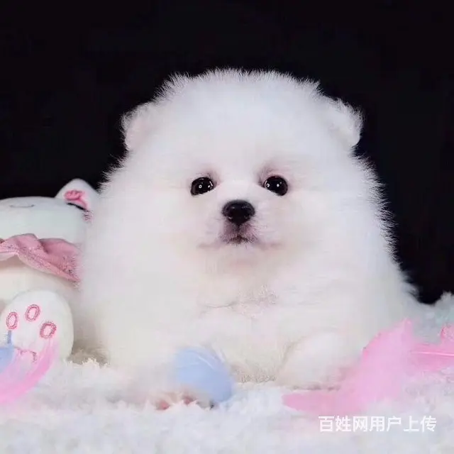 辽阳哪有比熊犬舍繁殖_稍微好点得比熊多少钱 - 图片 10