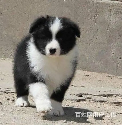 哪里有边境牧羊犬 边牧多少钱一只 纯种边牧多少钱 - 图片 2