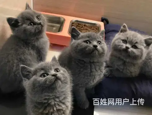 常州哪里出售蓝猫 蓝猫多少钱 蓝猫图片 - 图片 1