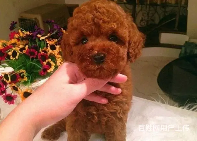 出售精品紫红色玩具小玩具体 茶杯体泰迪熊幼犬 - 图片 1
