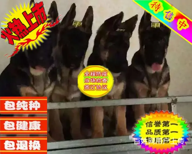 纯种德国牧羊犬赛级德牧锤系德牧 品质保证 - 图片 4