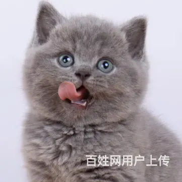 蓝猫蓝胖子多少钱一只 几个月发腮 图片价格 - 图片 6