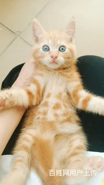 混血布偶小奶猫找新家 - 图片 1