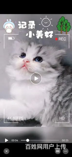 小猫出售 - 图片 1