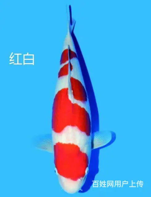 广州专业锦鲤鱼池清洗，鱼池过滤清洗，鱼池包月维护 - 图片 4