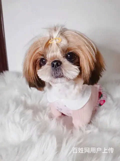 纯种西施犬多少钱一只 西施幼犬价格多少钱 西施智商 - 图片 2