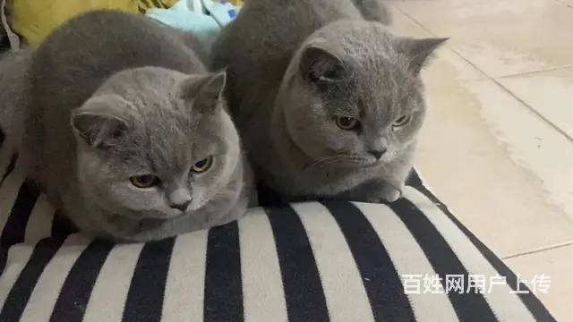暑假结束小孩上私立没人照顾。 - 图片 1