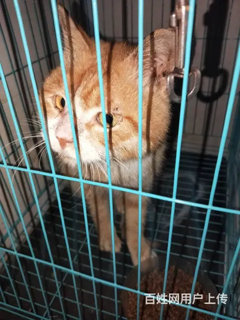 【搞定了！】免费领养猫猫，免费绝育，免费赠送一年猫粮、猫砂 - 图片 3