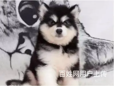 承德阿拉斯加怎么卖 家养阿拉斯加 保健康 - 图片 7