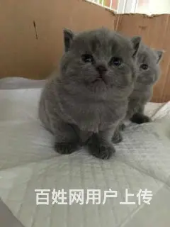 哪里有英短蓝猫卖的 蓝猫多钱一只 - 图片 4