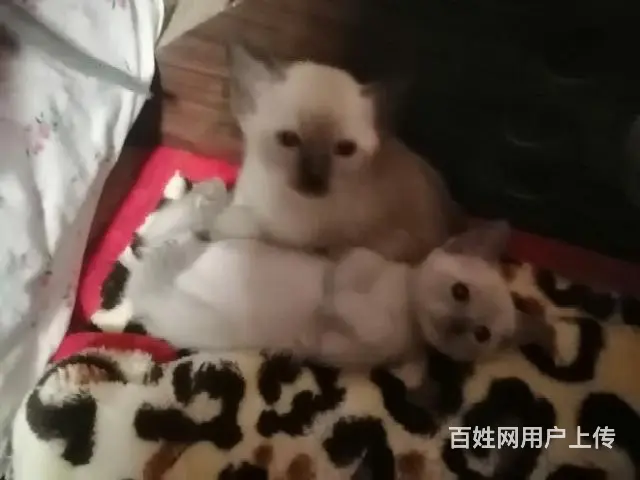 自家养的暹罗猫生的五只可爱的小猫 - 图片 2