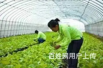 办理出国劳务工作签证申请申请 欢迎咨询 - 图片 4