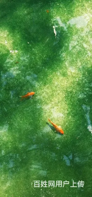 爱普生打印机可打印照片 - 图片