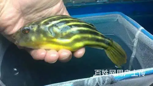 自家养的龙鱼 精品四纹虎5条皇冠黑白2条 斑马狗头 - 图片 11
