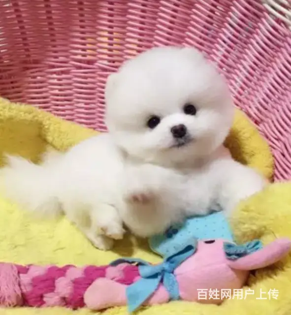 邢台比熊怎么卖 纯种比熊 家养比熊 疫苗齐全 - 图片 1