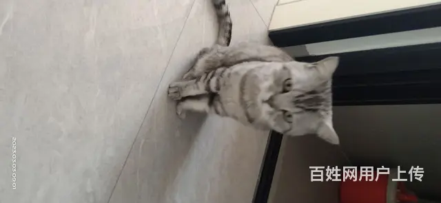 虎皮猫 - 图片 1