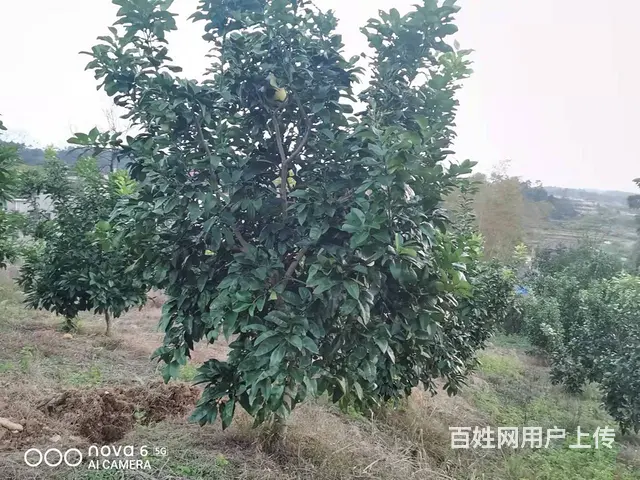 洞高路旁70亩园艺场转让 - 图片 4