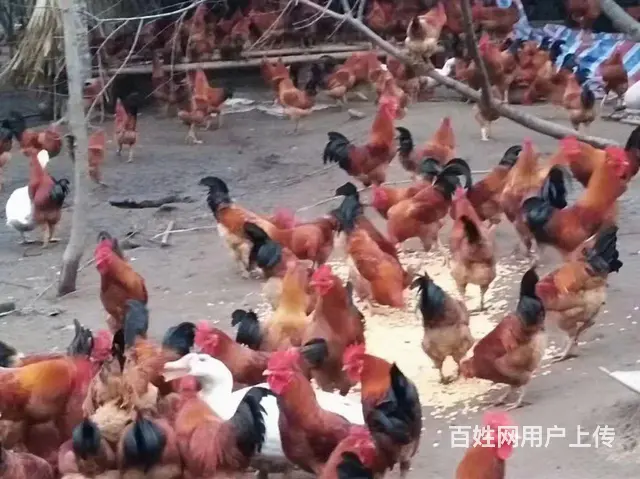 金华二头乌土猪 - 图片 1