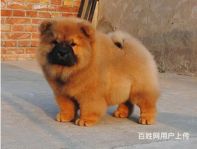 临汾宠物店卖松狮，松狮幼犬一只多少钱 - 图片 6