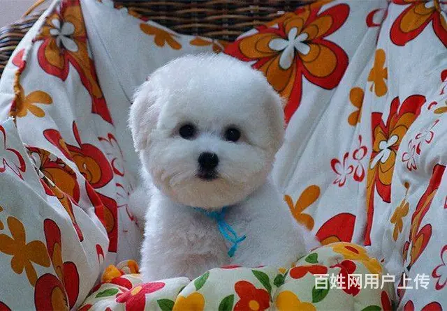 出售比熊CKU犬业是您  的选择，纯种保健康幼犬 - 图片 8