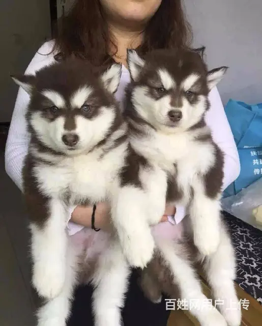 长春出售纯种大骨架巨型阿拉斯加犬 阿拉斯加犬图片 - 图片 2