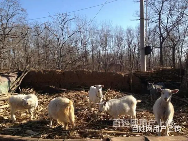 出售家庭饲养纯绿色公羊，肉肥绿色健康，详情 - 图片 1
