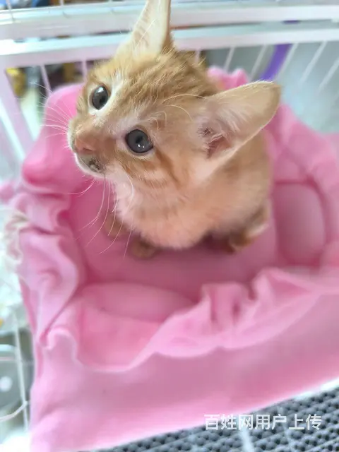 【搞定了！】新猫笼➕小猫+猫一切用品 - 图片 1