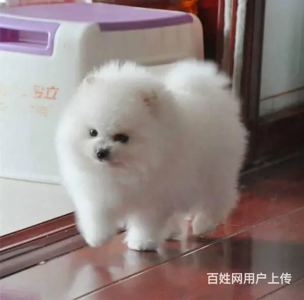银狐犬 纯种银狐 CKU认证血统 保纯保健康 可签 - 图片 3