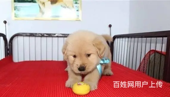 北京精品金毛犬 美系大头金毛犬出售 金毛犬舍 - 图片 4