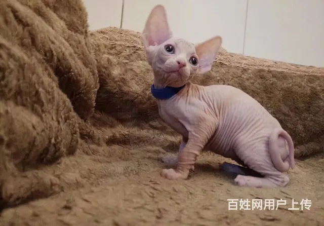 常州斯芬克斯无毛猫 疫苗驱虫已做好 欢迎咨询 - 图片 5