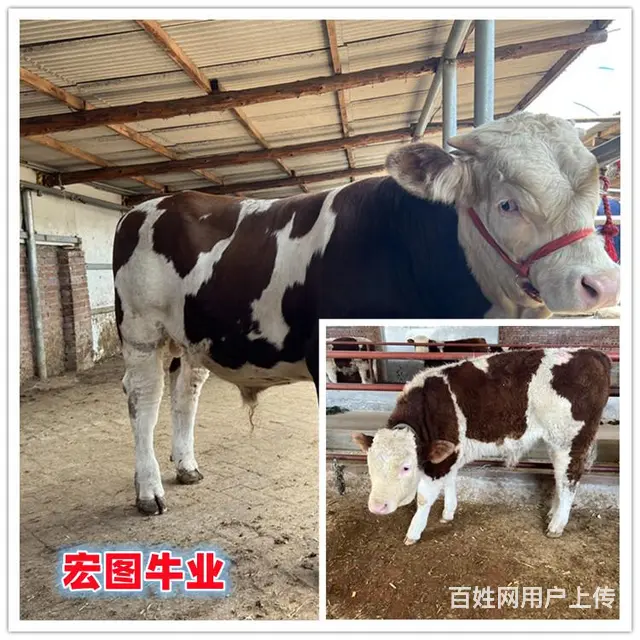 五六个月 西门塔尔牛犊子头 价钱 - 图片 1