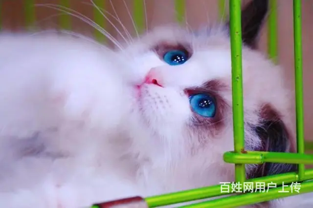 枣庄本地蓝猫蓝白渐层布偶短毛猫品种齐包健康 - 图片 4