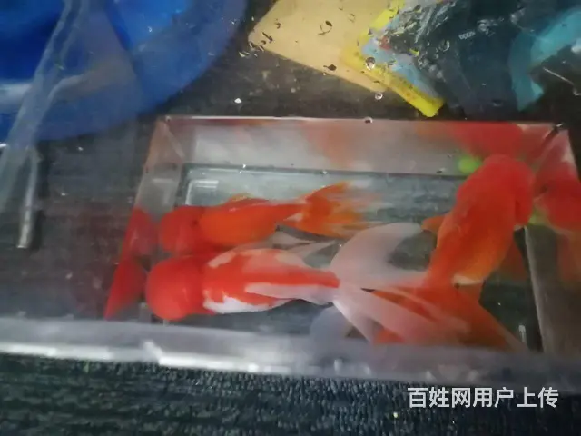 国狮金鱼，糖果天使鱼 - 图片 9