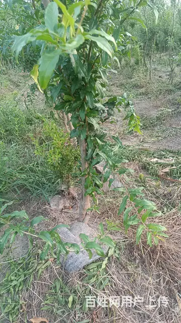 石榴树苗批发 - 图片 6