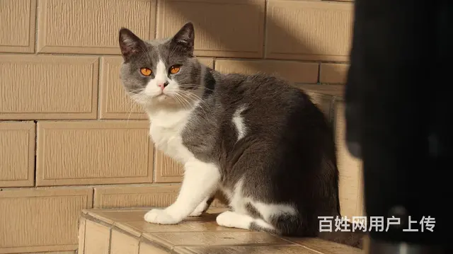 寻猫 英短蓝白 1岁半 - 图片 1
