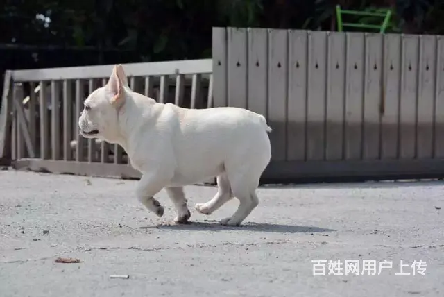 天门哪里可以买到法斗，法斗买一只要多少钱 - 图片 4