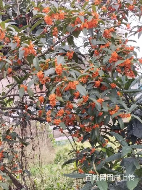 房子免费住只要交取暖费随便住 - 图片