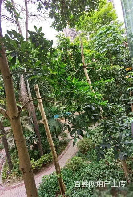 阳光海岸一期合院83平，送200平大露台，采光充足 - 图片 10