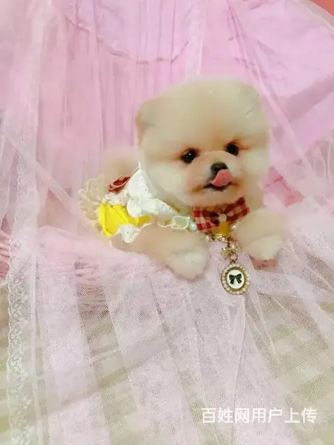 博美犬养殖基地 赛级哈多利血统博美犬 证书芯片齐全 - 图片 5