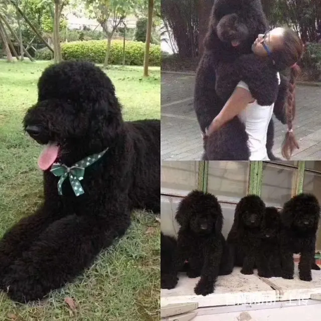 巢湖哪里可以买到精品巨贵犬 巨贵连锁店 - 图片 2
