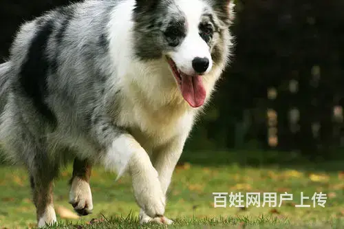边牧哪里能买到边牧多少钱边牧哪里有 - 图片 4