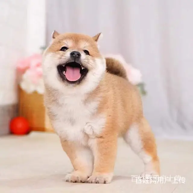 [货到付款犬舍]平顶山有现货秋田吗 秋田多少钱 - 图片 3