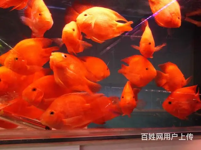 专业清理大型鱼缸，零售鱼食鱼药，鱼缸，各类观赏鱼 - 图片 6