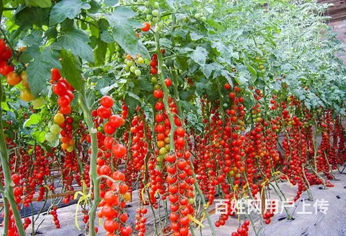 渭南专业釜山88玲珑番茄种子价格 - 图片 2