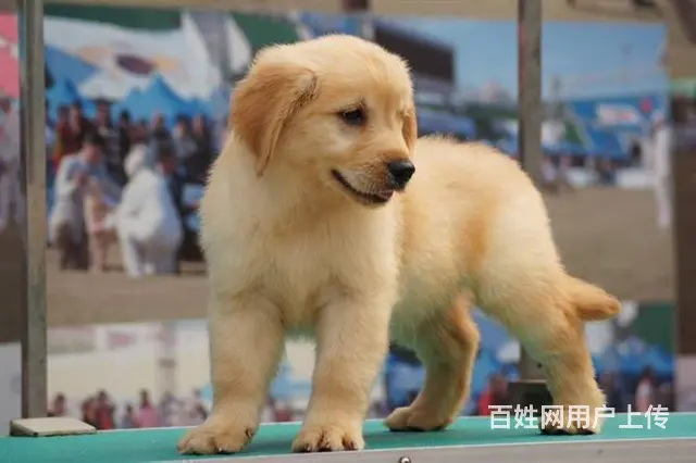 售纯种金毛猎犬 黄金猎犬母狗幼犬 欢迎选购 - 图片 6
