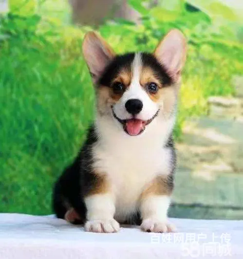 双血统柯基幼犬现货可挑柯基价格柯基犬好不好养图片 - 图片 1